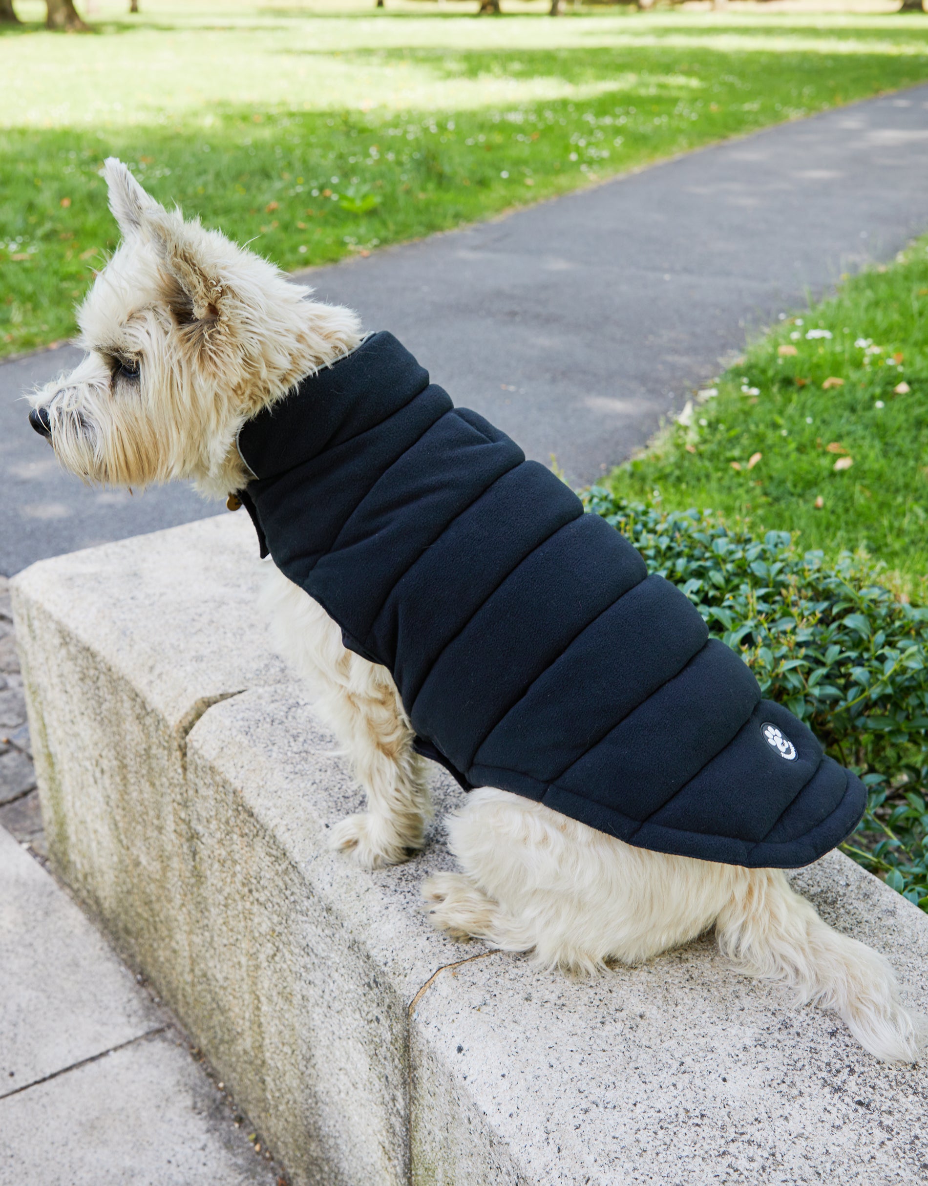 threadbare dog coat