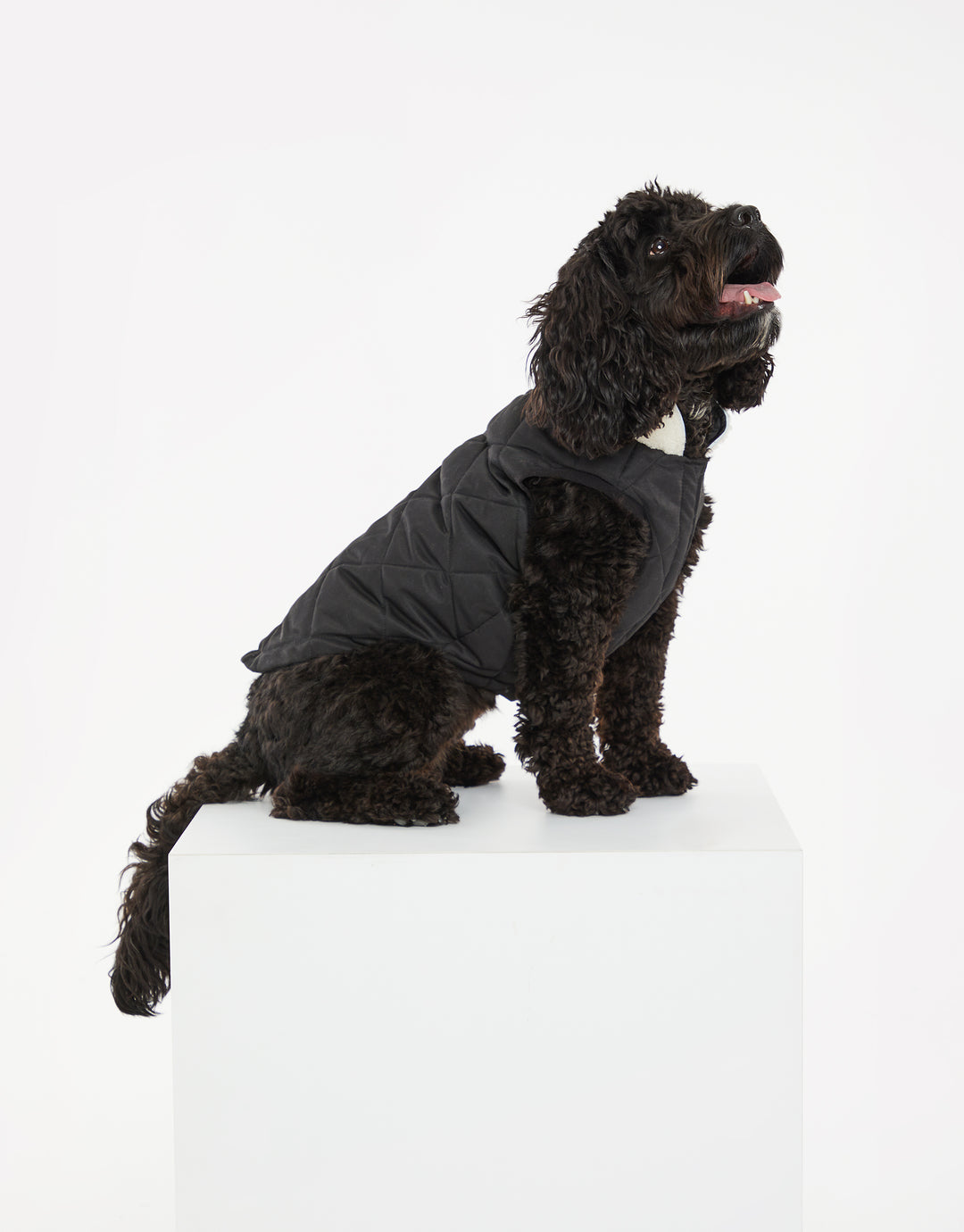 Threadpaw Dogs' Black Quilted Jacket