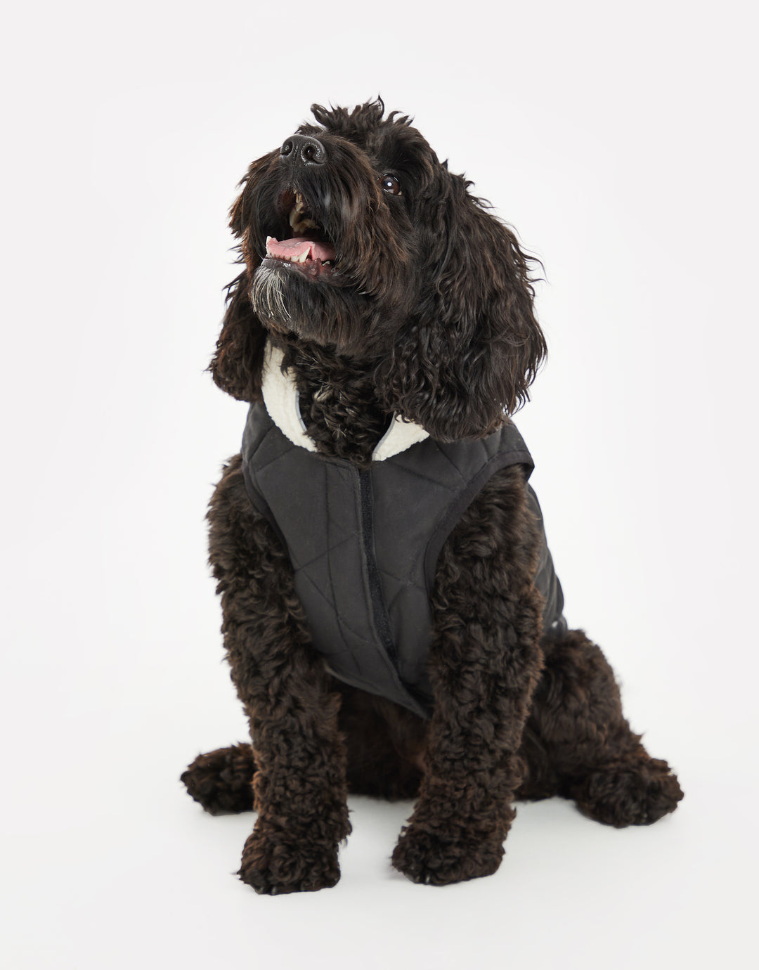 Threadpaw Dogs' Black Quilted Jacket