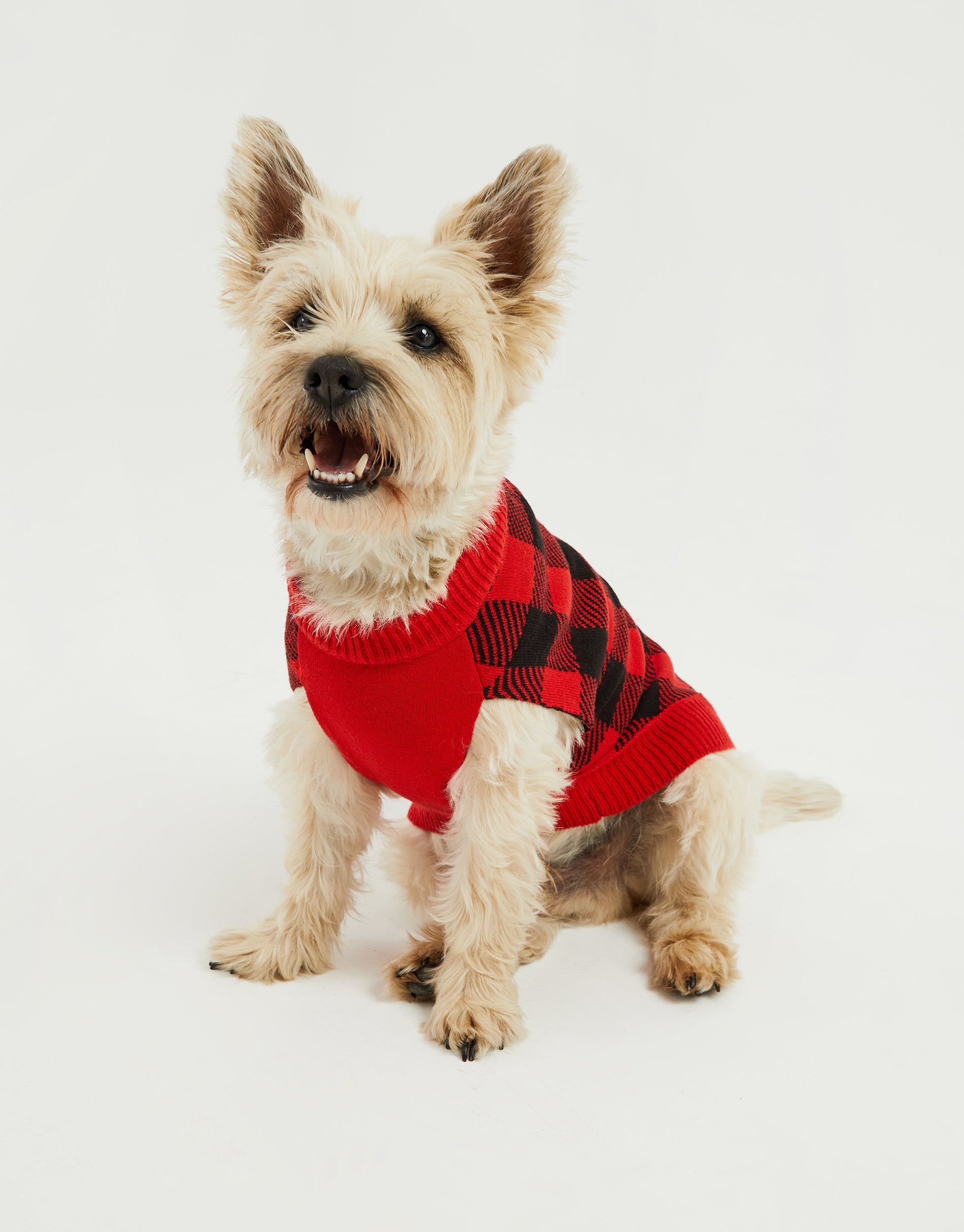 Dogs Red Black Check Print Knitted Jumper Threadbare