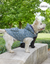 Threadpaw Dogs' Navy Ditsy Floral Rain Jacket